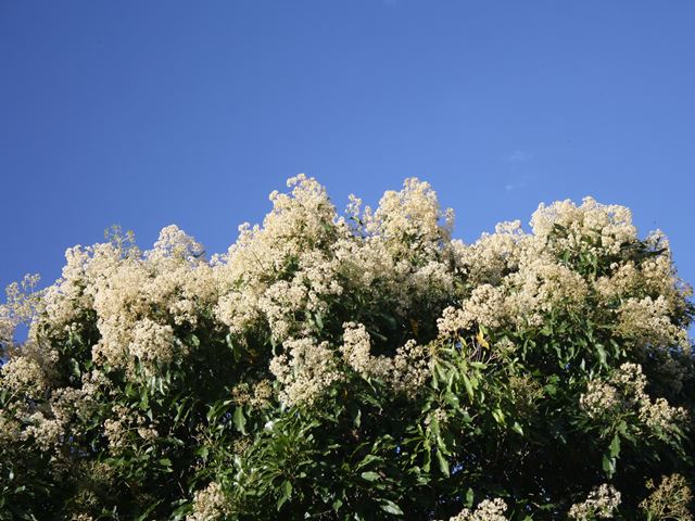 Nuxia floribunda flowering evergreen Indigenous tree
