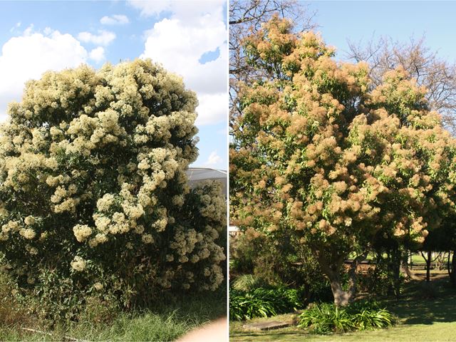 Nuxia floribunda hardy evergreen flowering trees for gardens