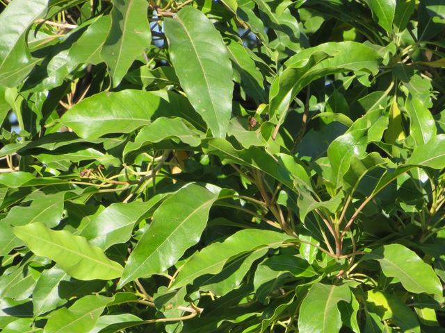 Nuxia floribunda leaves
