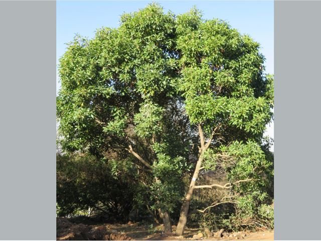 Nuxia floribunda small tree