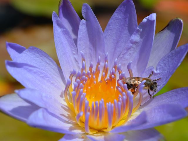 Nymphaea nouchali bee pollinator