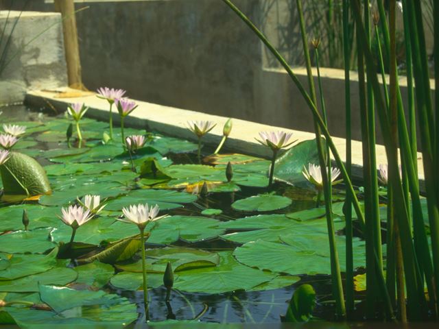 Nymphaea nouchali for formal water garden