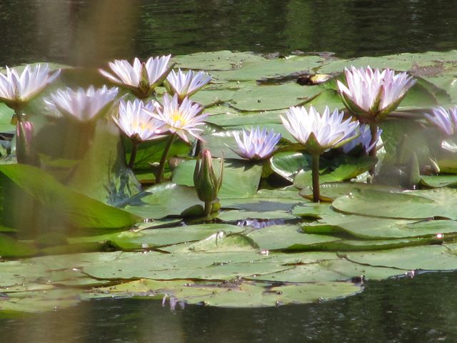 Nymphaea nouchali leaves and flowers