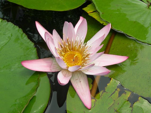 Nymphaea nouchali pollinating insect in centre liquid