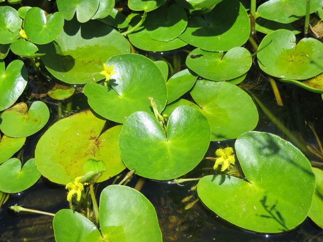 Nymphoides indica floating leaves