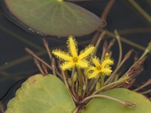 Nymphoides indica flowers