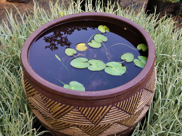 Nymphoides indica water plant for potted water features