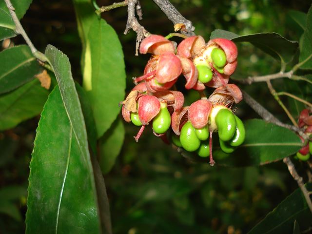 Ochna natalitia close up of fruit