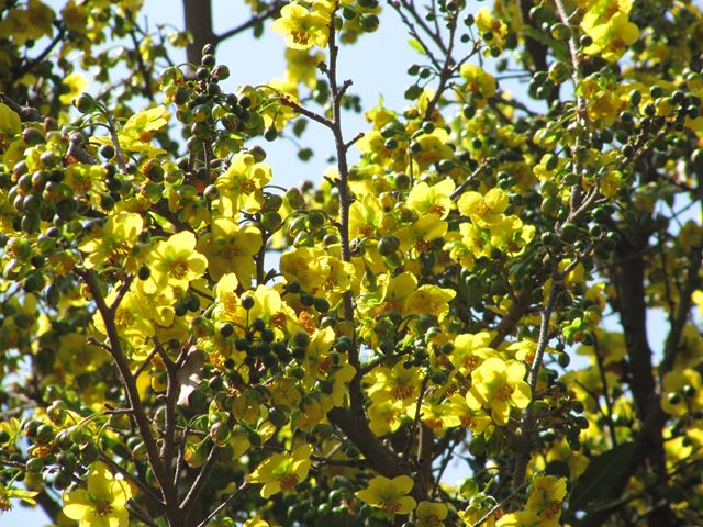 Ochna natalitia flowers on tree