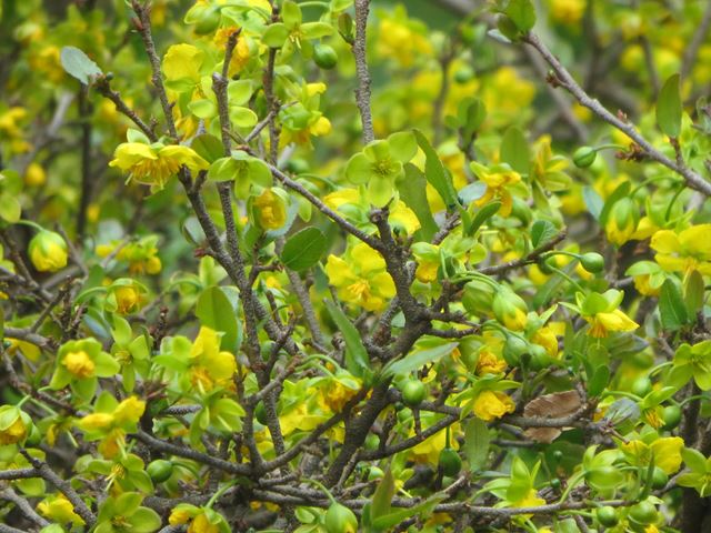 Ochna natalitia yellow flowers