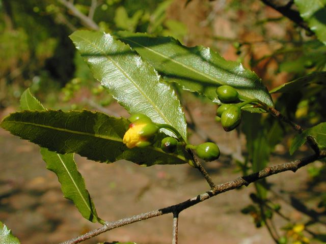 Ochna serrulata leaves