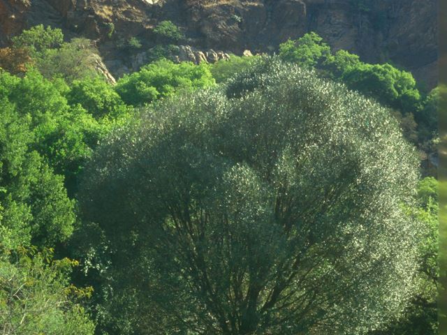 Olea africana tree at Walter Sisulu Botanical Gardens