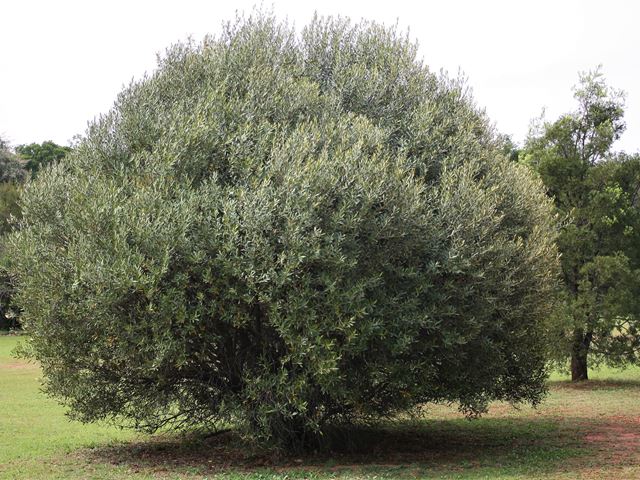 Olea europa subsp africana Wild olive tree