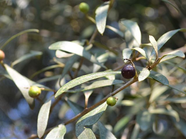 Olea europaea susbp africana edible fruit