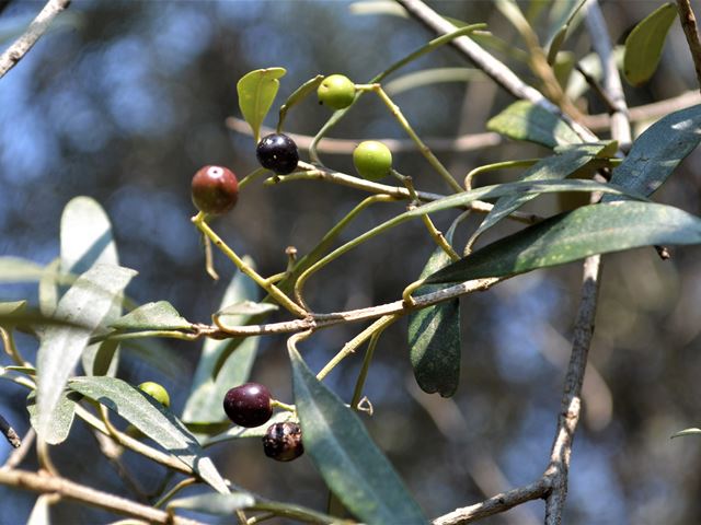 Olea europaea susbp africana fruit Wild Olive