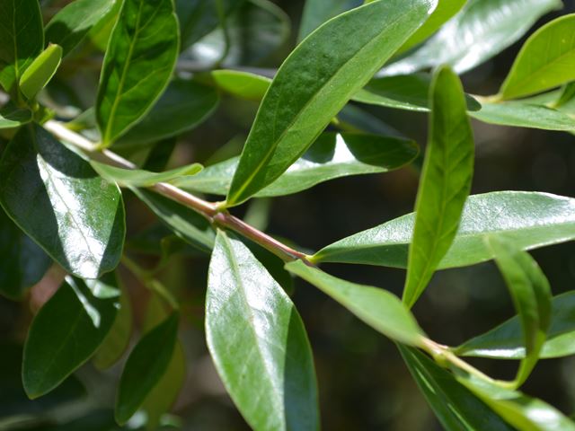 Olinia emarginata evergreen beautiful foliage