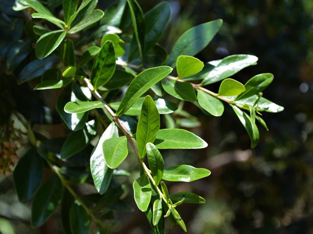 Olinia emarginata leaf arrangement