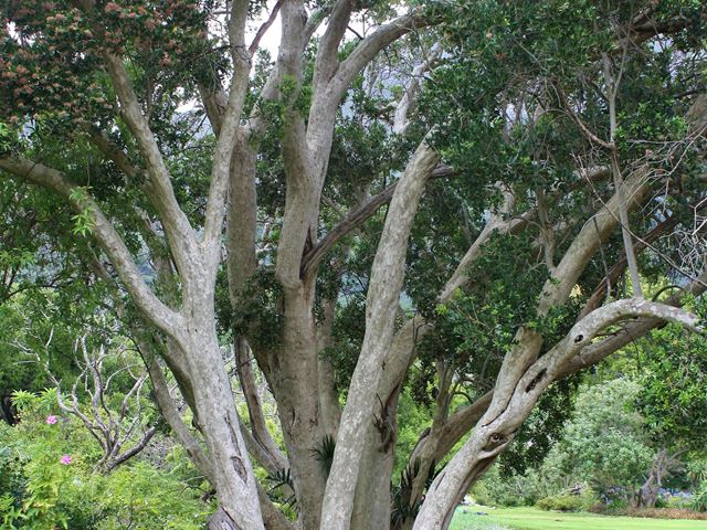 Olinia emarginata tree