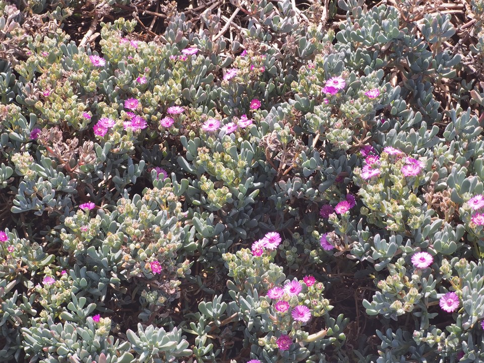 Oscularia lunata