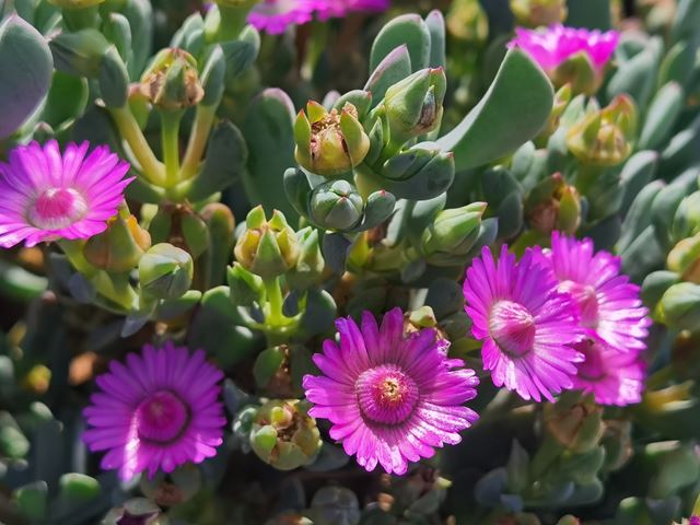 Oscularia lunata hardy indigenous succulent groundcover