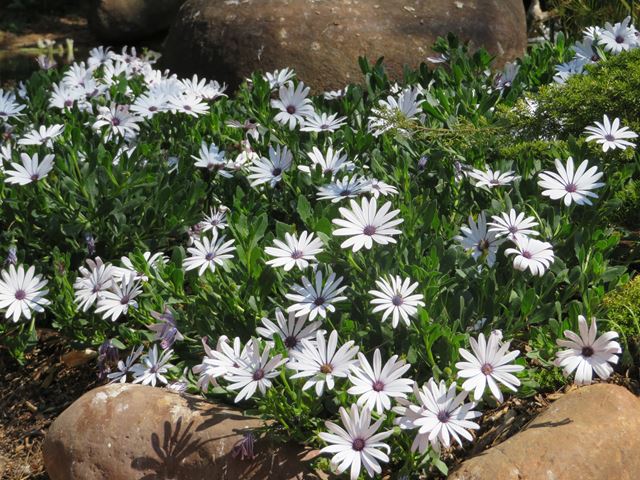 Osteospermum ecklonis flowering plants for rockeries