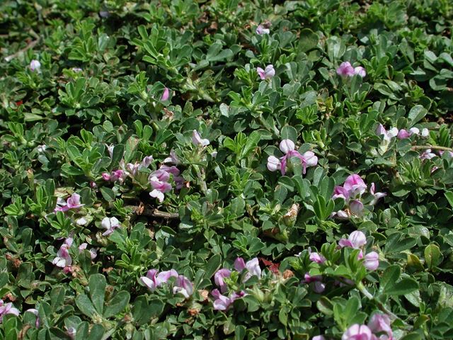 Otholobium decumbens flowering groundcover