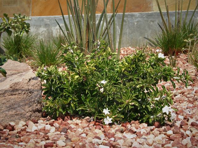 Pachypodium saundersiae in gravel garden