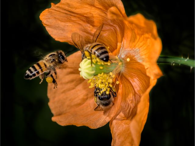 Papaver aculeata and bees