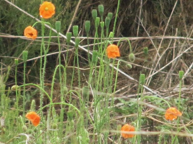 Papaver aculeata flowers in natural environment