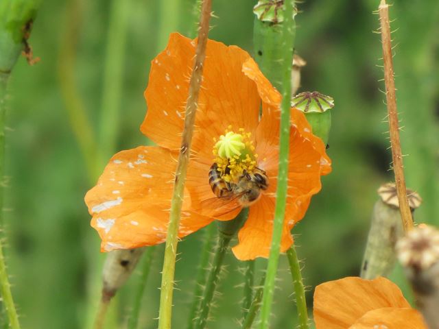 Papaver aculeata pollinated by bees