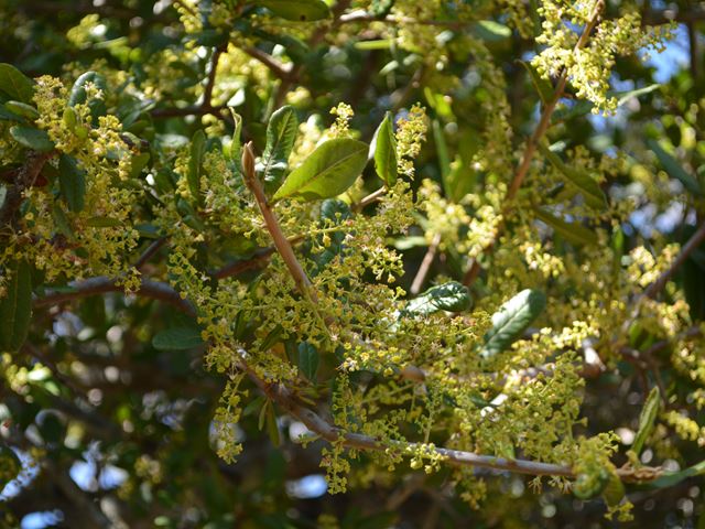 Pappea capensis Jacket Plum in flower October