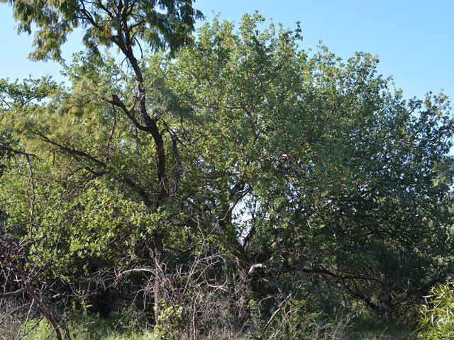 Pappea capensis Limpopo Province