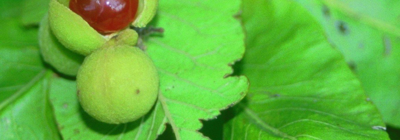 Pappea capensis