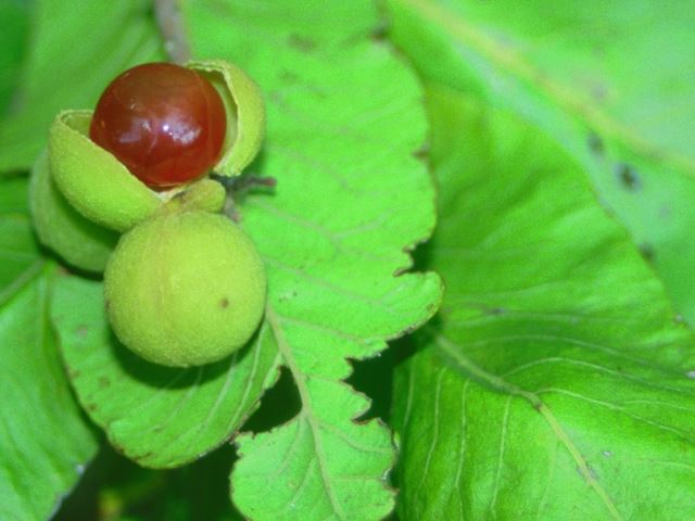 Pappea capensis edible fruit