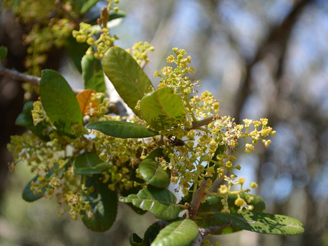 Pappea capensis inflorescences