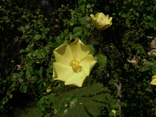 Pavonia paremosa flower
