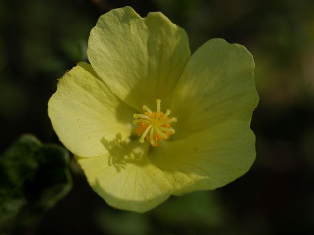 Pavonia praemorsa flower 2
