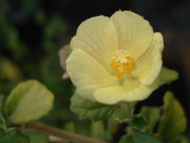Pavonia praemorsa flower 3