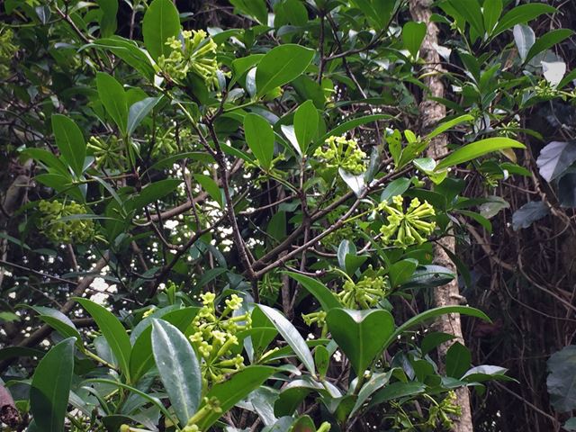Peddiea africana Poison Olive indigenous shade plant