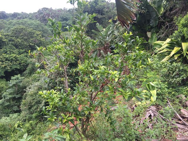 Peddiea africana forest understorey and margin shrubs for birds