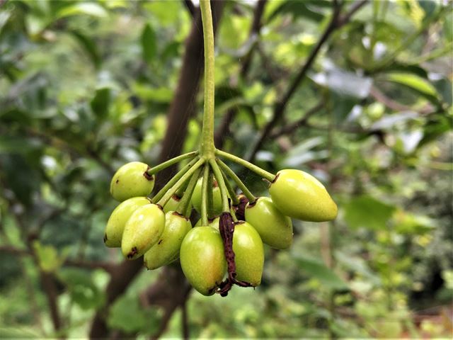 Peddiea africana fruit for birds unripe