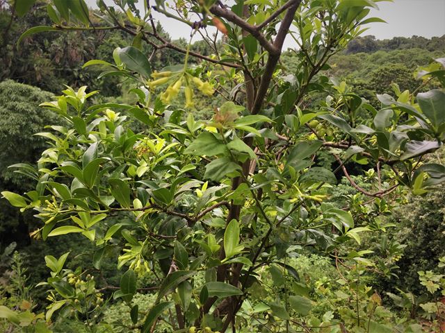 Peddiea africana indigenous flowering shade plant
