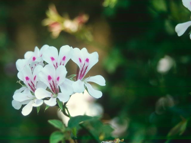 Pelargonium betulinum flower