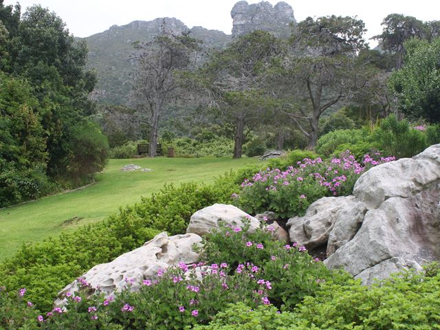 Pelargonium cucullatum in landscape
