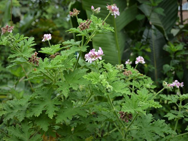 Pelargonium graveolens Indigenous aromatic plants for the garden