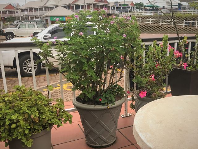 Pelargonium graveolens scented container plant with pink flowers