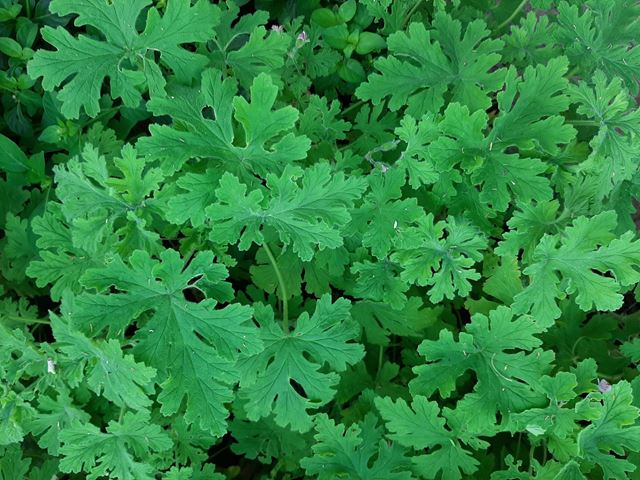 Pelargonium graveolens wildemalva leaves contain essential oils