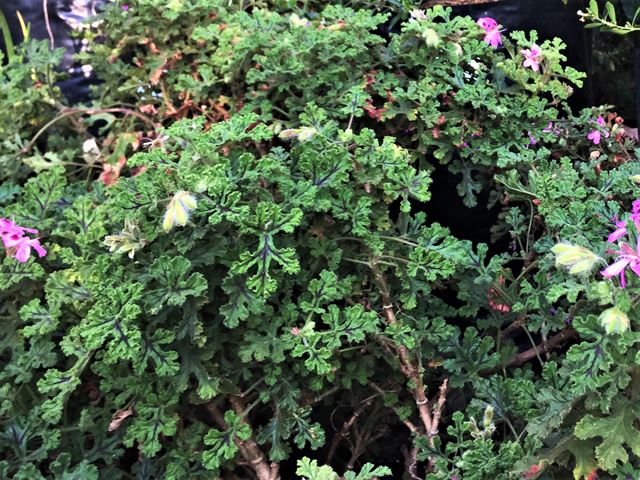 Pelargonium quercifolium Royal Oak decorative foliage shrub