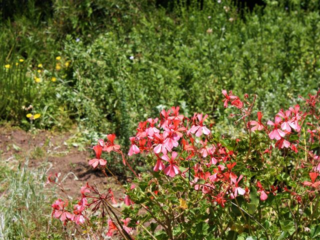 Pelargonium salmoneum colourful bedding plant for sunny areas