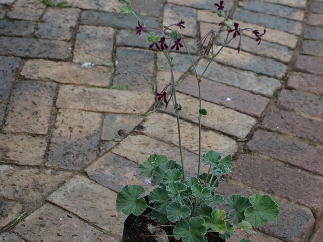 Pelargonium sidoides flowering at Random Harvest Nursery